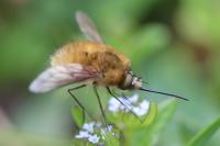 Bombylius canescens