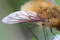 Bombylius canescens