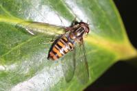 Episyrphus balteatus