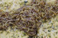 Sciara militaris