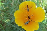 Episyrphus balteatus