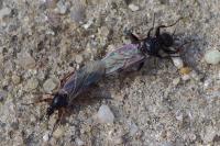 Bibio femoralis