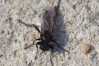 Bibio femoralis