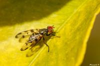 Otites porcus