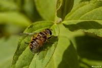 Myathropa florea