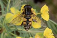 Helophilus pendulus