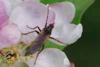 Empis tessellata