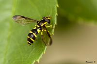Philhelius pedissequus