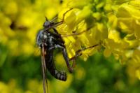 Empis tessellata