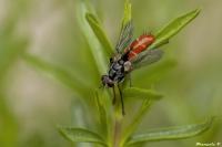 Cylindromyia bicolor