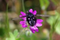 Bombylella atra