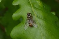 Episyrphus balteatus