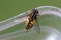 Helophilus pendulus