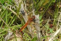 Sarcophaga carnaria