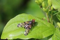 Otites porcus
