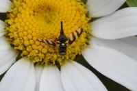 Urophora quadrifasciata