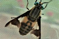 Chrysops caecutiens