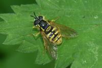 Chrysotoxum