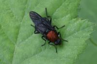 Clitellaria ephippium