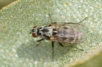 Anthomyia