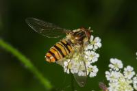 Episyrphus balteatus