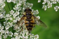 Myathropa florea
