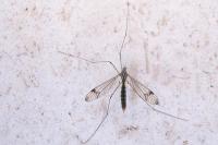 Nephrotoma quadrifaria