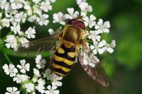 Syrphus