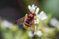 Volucella zonaria