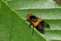 Volucella pellucens