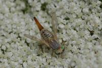 Terellia fuscicornis