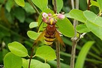 Volucella zonaria