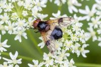 Volucella pellucens