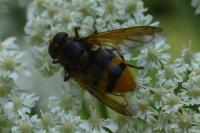 Volucella zonaria