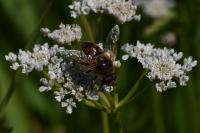 Eristalis