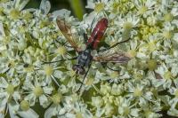 Cylindromyia bicolor