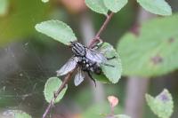 Sarcophaga carnaria