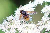 Volucella zonaria