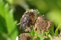 Stomorhina lunata