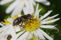 Eristalinus aeneus