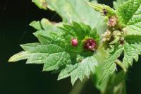 Dasineura urticae