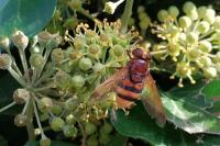Volucella zonaria