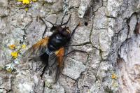 Mesembrina meridiana
