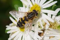 Helophilus trivittatus