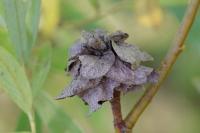 Rabdophaga strobilina