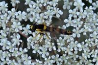 Sphaerophoria scripta