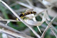 Sphaerophoria scripta