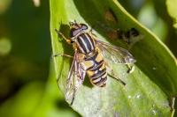Helophilus pendulus