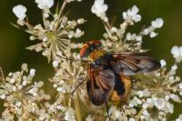 Ectophasia crassipennis