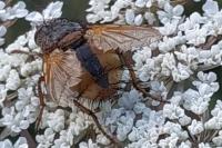 Tachina fera